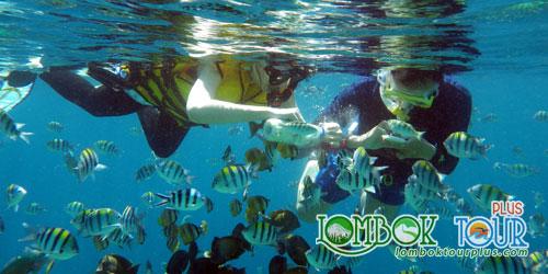 Lombok Tour Plus