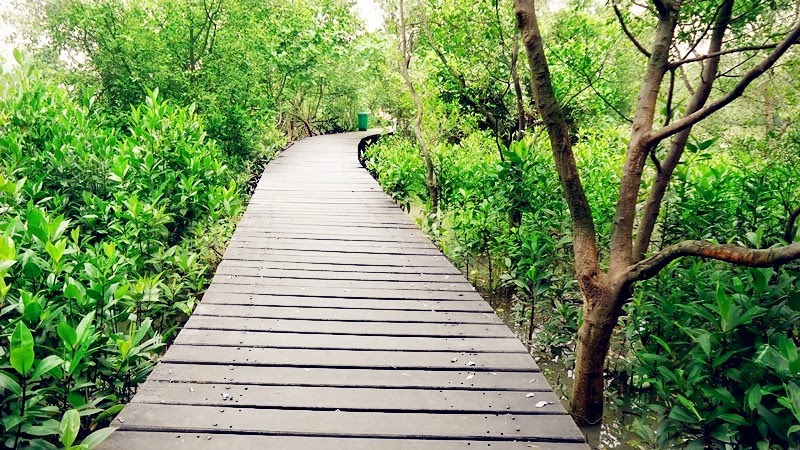 Wisata Hutan Mangrove Wonorejo